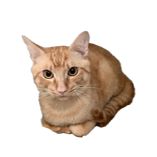 やの動物病院 スタッフ　イメージ